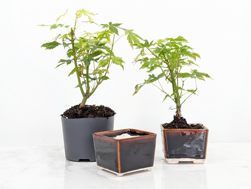 Bonsai starter bundle - bonsai,
