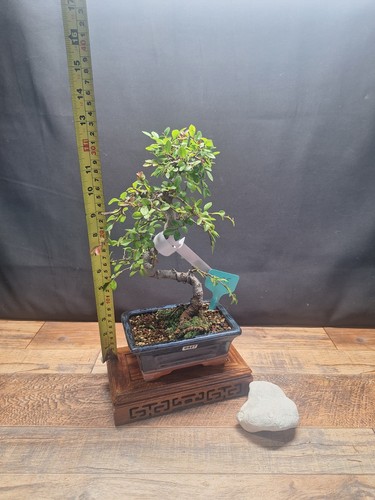 Exposed roots chinese elm